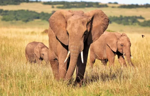 Panorami africcani viaggi in kenia