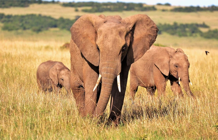 Panorami Africani, viaggio in Kenya tra safari e mare