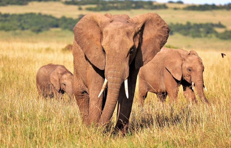 Panorami Africani, viaggio in Kenya tra safari e mare